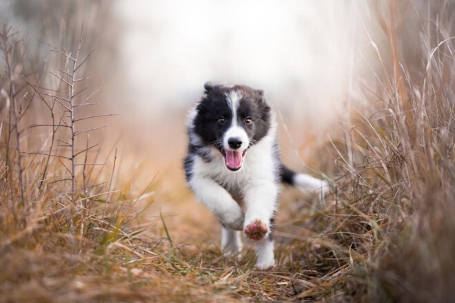 Pets at Home - Dog