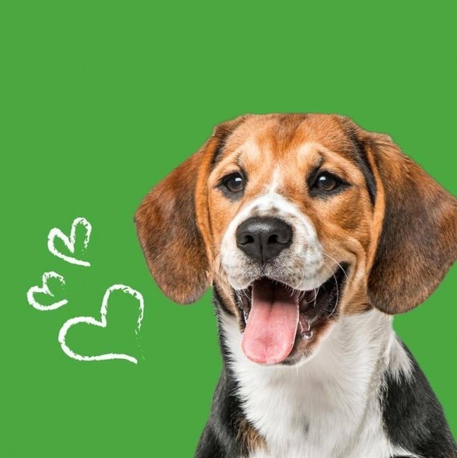 pets-at-home-love